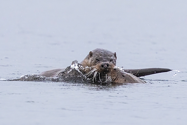 Otters playing in water. May. '24.