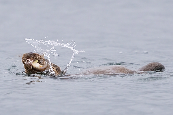Otter with fish in water. May. '24.