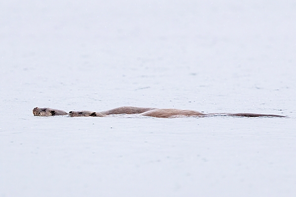 2 Otters swimming together. May. '24.