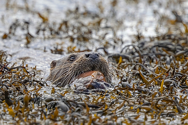 Otter cub brings crab ashore 2. May. '24.