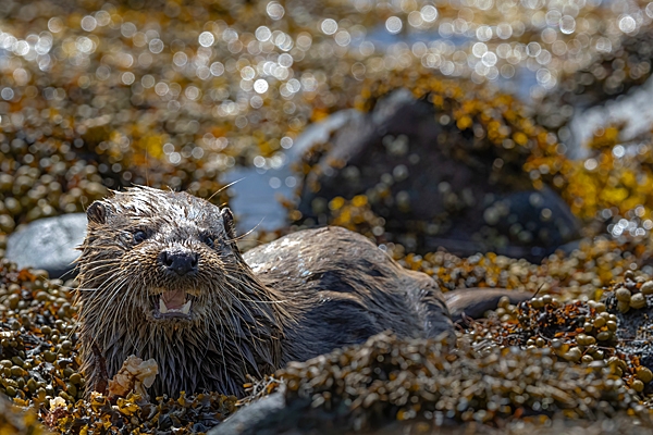 Otter cub feeding on crab 2. May. '24.