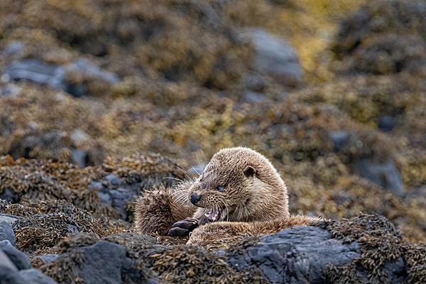 Otter mum and cub at rest on shore rocks 4. May. '24.