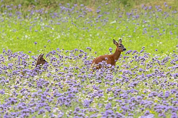 Female Roe deer and youngster in phacelia. Jul. '24.