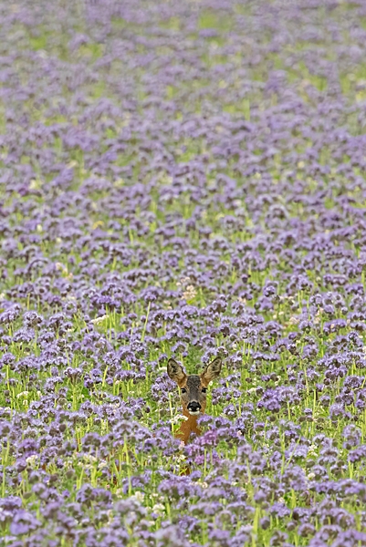 Female Roe deer in phacelia 2. Jul. '24.