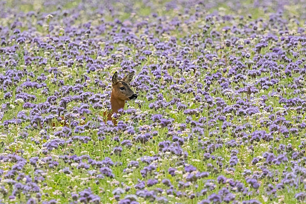 Female Roe deer in phacelia 1. Jul. '24.