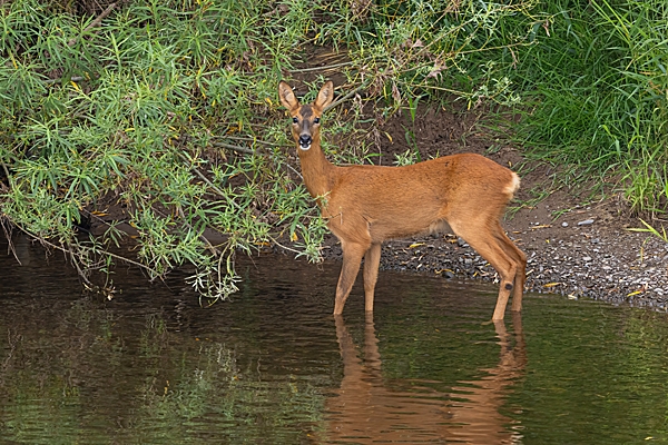 Roe deer doe at the edge of the water. Aug. '24.