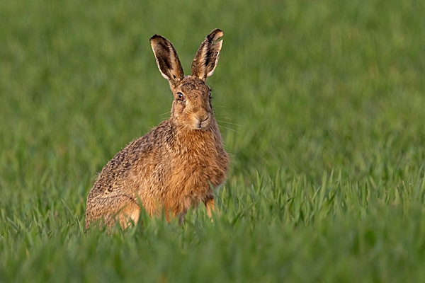 Brown Hare 2. Mar. '25.