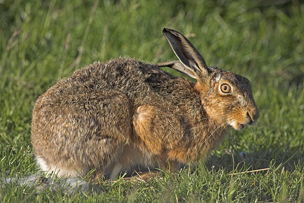 Brown Hare,feeding.