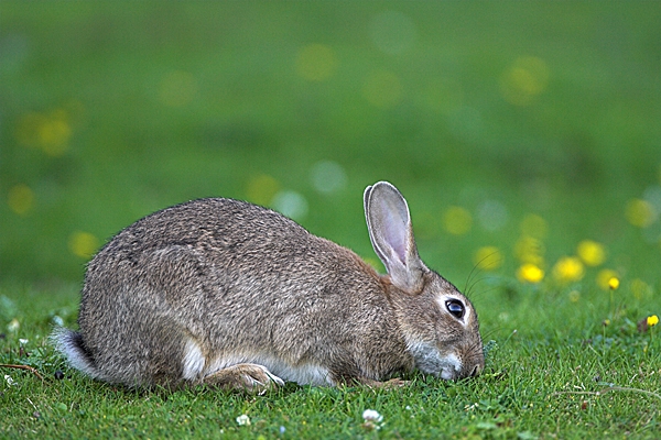 Rabbit,feeding.