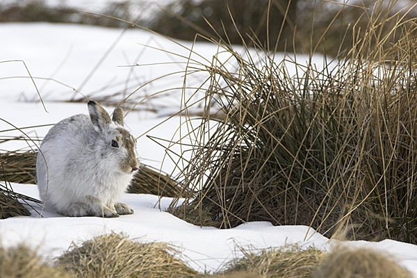 Mountain Hare sat with tongue out.10/3/'10.