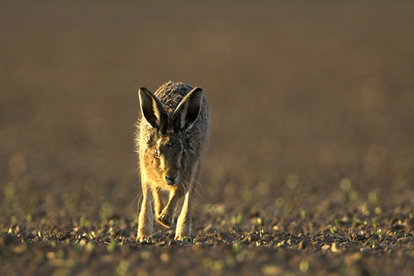 Running Brown Hare.15.04.'10.