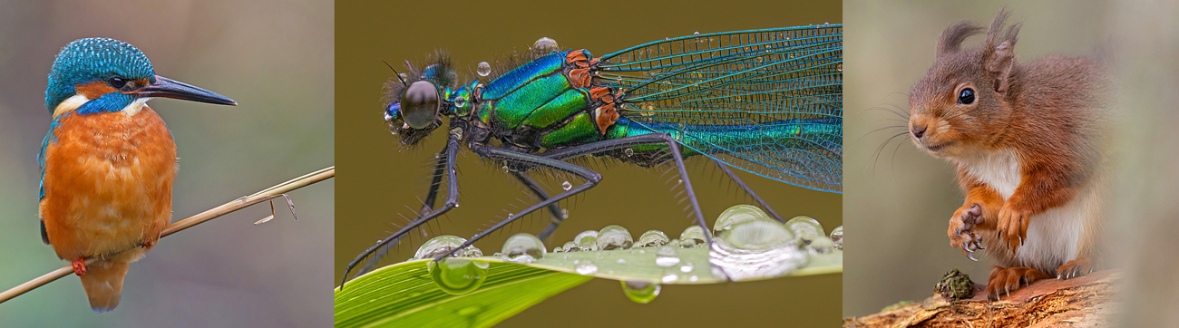 Phil Mclean Photography