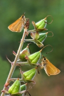 2 Small Skippers on foxglove seedheads.