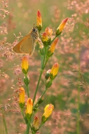 Small Skipper on slender st.john's wort.