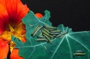 Large White butterfly larvae on nasturtium.