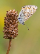 Female Common Blue butterfly. Aug '13.