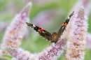 Peacock butterfly feeding on flowering mint. Sept. '17.