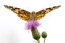 Painted Lady on thistle. July '19.