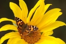 Painted Lady on Sunflower 3. Sept. '19.