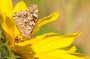 Painted Lady on Sunflower 2. Sept. '19.