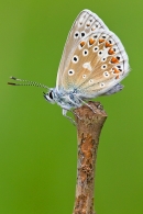 Common Blue underwing 2. June '20.