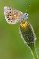 Common Blue underwing. June '20.