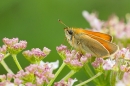 Small Skipper. July '20.