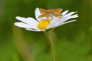 Small Skipper on daisy 2. July '20.