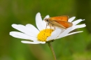 Small Skipper on daisy. July '20.