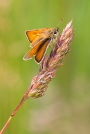 Small Skipper on grass. July '20.