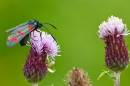6 Spot Burnet moth feeding on thistle. July '20.