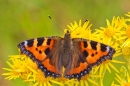 Small Tortoiseshell feeding on ragwort. July '20.