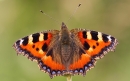 Small Tortoiseshell. July '20.