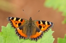 Small Tortoiseshell at the field edge. Aug. '20.