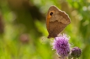 Meadow Brown on thistle 2. Aug. '20.