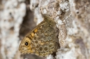 Wall butterfly underwing on wall. Aug. '20.