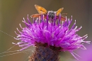 Small Skipper on knapweed. Aug. '20.