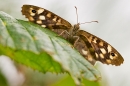 Speckled Wood. Aug. '20.