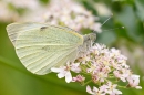 Large White butterfly. Aug. '20.