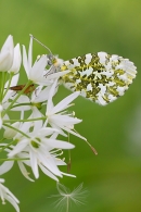 Orange Tip and the bug. May '21.