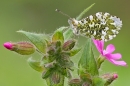 Orange Tip male. May '21.