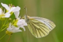 Green Veined White. Jun '21.