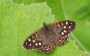 Speckled Wood butterfly. Jun '21.