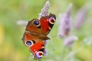 Peacock butterfly. Aug '21.