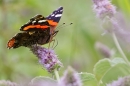 Red Admiral feeding. Aug. '21.