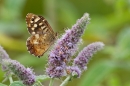 Speckled Wood feeding. Aug. '21.