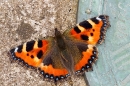 Small Tortoiseshell on stone sundial. Sept. '21.