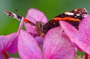 Red Admiral on hydrangea 2. Sept. '21.