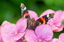 Red Admiral on hydrangea 1. Sept. '21.
