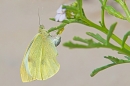 Large White butterfly egg laying. Aug. '22.